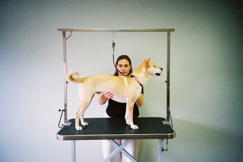 A dog standing calmly on a grooming table while being steadied