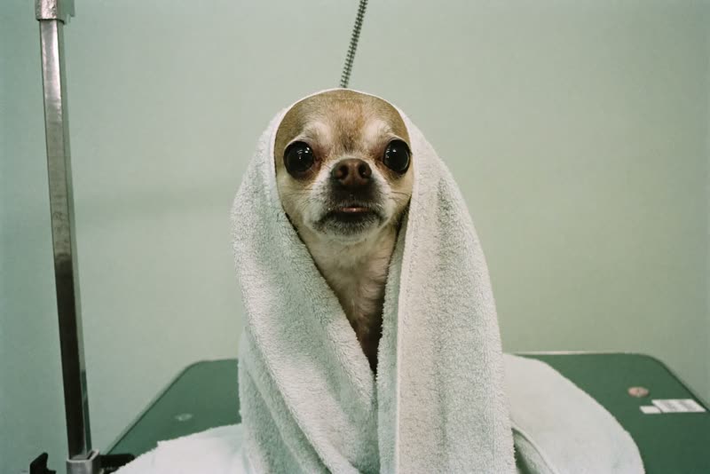 A small dog wrapped in a towel after a bath