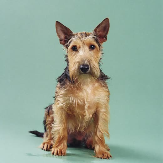 A small terrier freshly bathed, sitting against a pale backdrop